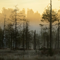 Severský les
