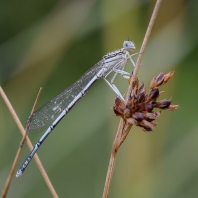 šidélko brvonohé - Platycnemis pennipes