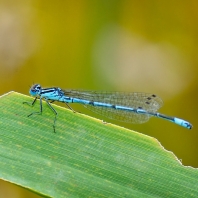 šidélko páskované - Coenagrion puella