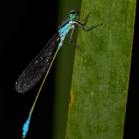 šidélko větší - Ischnura elegans