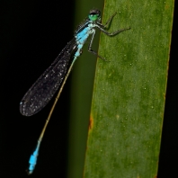 šidélko větší - Ischnura elegans