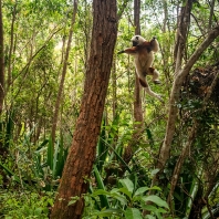 sifaka Coquerelův - Propithecus coquereli