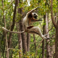 sifaka Coquerelův - Propithecus coquereli