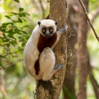 sifaka Coquerelův - Propithecus coquereli