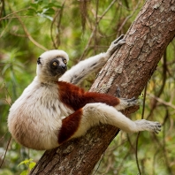 sifaka Coquerelův - Propithecus coquereli