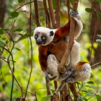 sifaka Coquerelův - Propithecus coquereli