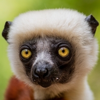 sifaka Coquerelův - Propithecus coquereli