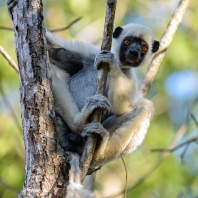 sifaka Deckenův - Propithecus deckenii