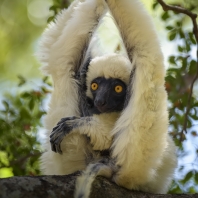 sifaka Deckenův - Propithecus deckenii