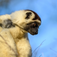 sifaka malý - Propithecus verreauxi