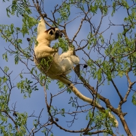 sifaka malý - Propithecus verreauxi