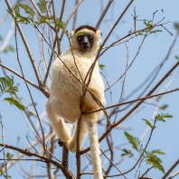 sifaka malý - Propithecus verreauxi