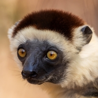 sifaka malý - Propithecus verreauxi