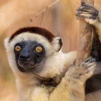 sifaka malý - Propithecus verreauxi