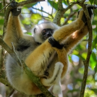 sifaka velký - Propithecus diadema