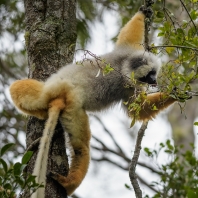 sifaka velký - Propithecus diadema