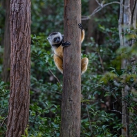 sifaka velký - Propithecus diadema