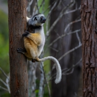 sifaka velký - Propithecus diadema