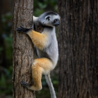 sifaka velký - Propithecus diadema