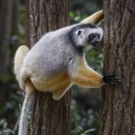 sifaka velký - Propithecus diadema