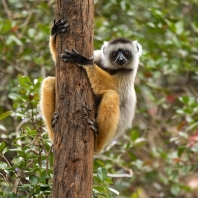 sifaka velký - Propithecus diadema