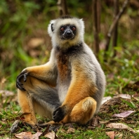 sifaka velký - Propithecus diadema