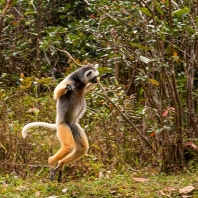 sifaka velký - Propithecus diadema