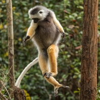 sifaka velký - Propithecus diadema