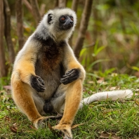 sifaka velký - Propithecus diadema