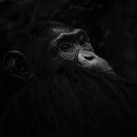 šimpanz - Pan troglodytes
