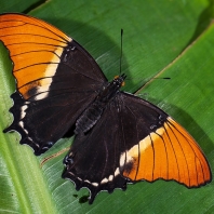 Siproeta epaphus