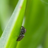 skákavka medová - Heliophanus melinus