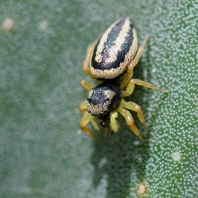 skákavka medová - Heliophanus melinus