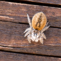 skákavka rudopásá - Philaeus chrysops