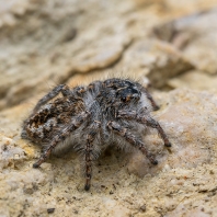 skákavka rudopásá - Philaeus chrysops