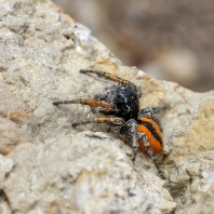 skákavka rudopásá - Philaeus chrysops