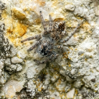 skákavka rudopásá - Philaeus chrysops
