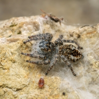 skákavka rudopásá - Philaeus chrysops