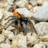 skákavka rudopásá - Philaeus chrysops