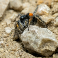 skákavka rudopásá - Philaeus chrysops