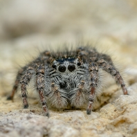 skákavka rudopásá - Philaeus chrysops