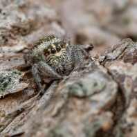 skákavka sosnová - Macaroeris nidicolens