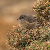 skalníček slatinný - Pinarochroa sordida