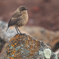 skalníček slatinný - Pinarochroa sordida