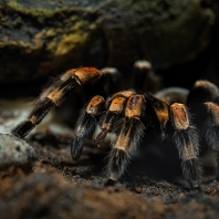 sklípkan Hamoriho - Brachypelma hamorii