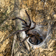 sklípkan mrzutý - Chilobrachys dyscolus