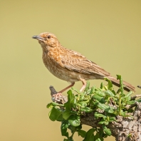 skřivan linduškovitý - Mirafra poecilosterna