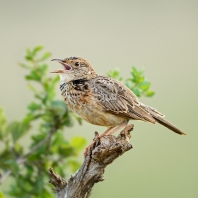 skřivan proměnlivý - Mirafra africana