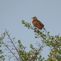 skřivan proměnlivý - Mirafra africana