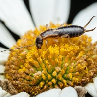škvor obecný - Forficula auricularia